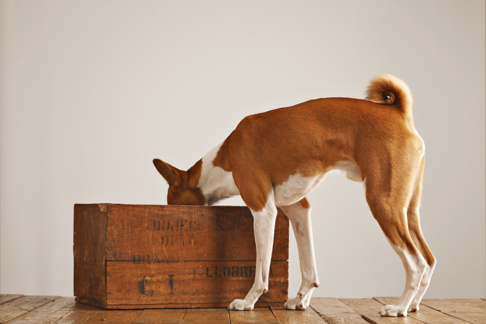 Hund räumt sein Spielzeug in eine Kiste