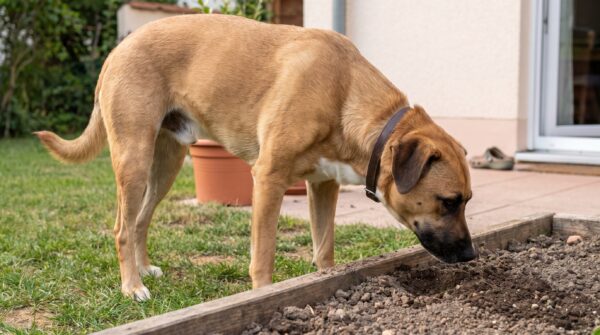 Hellbrauner Mischlingshund schnuppert am Rand eines Gartenbeets an lockerer Erde
