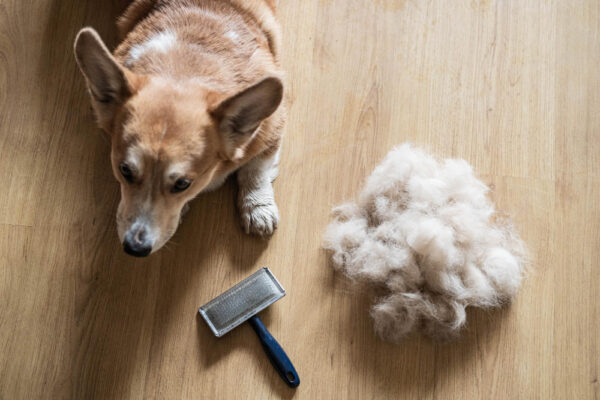 Corgi liegt neben ausgebürstetem Fell und Fellbürste auf Holzboden