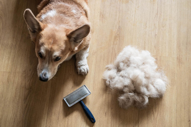 Corgi liegt neben ausgebürstetem Fell und Fellbürste auf Holzboden