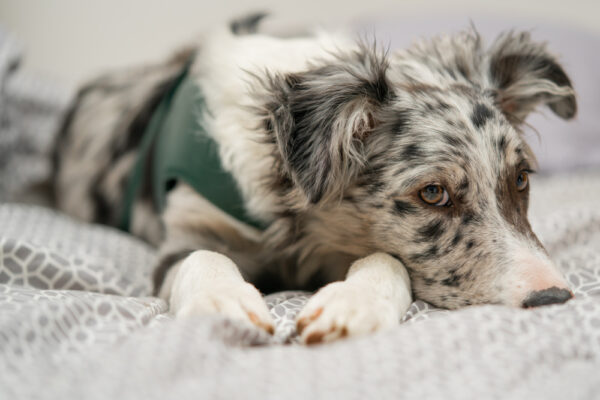 Hund liegt auf Bettdecke, wirkt antriebslos und will nicht raus