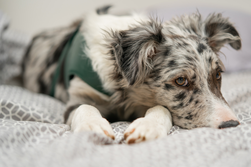 Hund liegt auf Bettdecke, wirkt antriebslos und will nicht raus