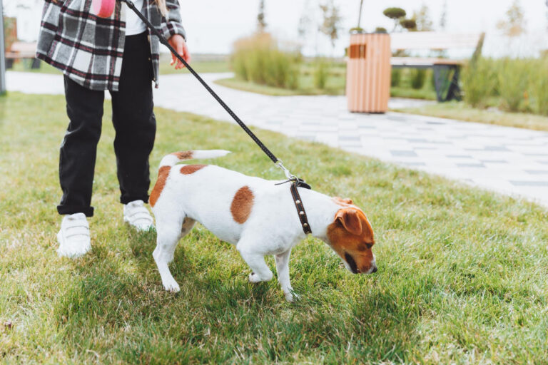 Hund zieht an der Leine: So arbeitest du an der Leinenführung