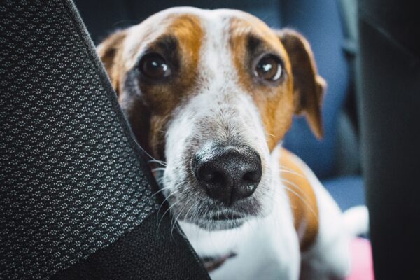 Ein braun-weißer Hund schaut mit großen Augen zwischen dunklen Autositzen nach vorn.