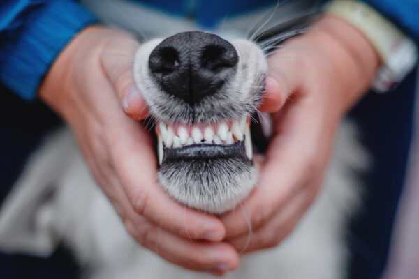 Hände halten die Schnauze eines Hundes und zeigen die sichtbaren Vorder- und Fangzähne