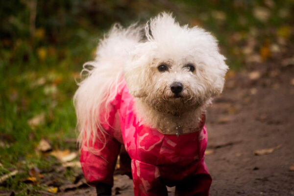 Kleiner weißer Hund trägt draußen einen pinken Hundemantel