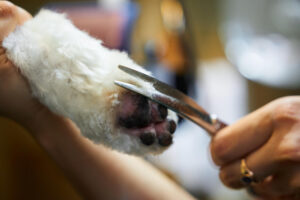 Fell an einer Pfote von einem Hund wird mit einer Schere getrimmt