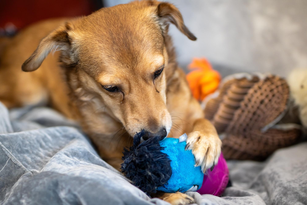 Hundespielzeug waschen: Hund kaut auf blauem Plüschball auf einer Decke.
