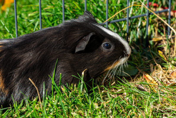 Meerschweinchen alleine im Gehege.