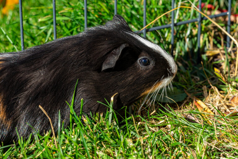 Meerschweinchen alleine im Gehege.