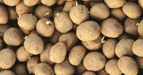 A close-up shot of fresh potatoes with visible sprouts, highlighting natural textures.