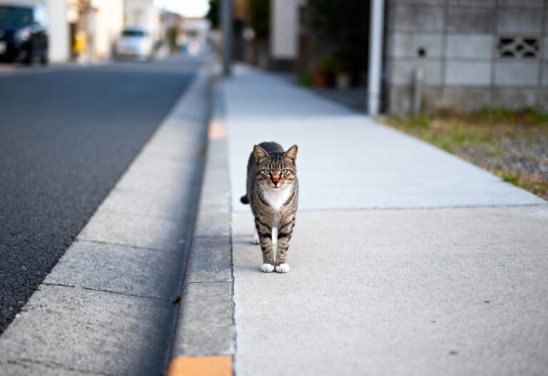Getigerte Katze mit weißen Pfoten steht in ein paar Metern Abstand auf dem Gehweg und blickt in die Kamera – auf Augenhöhe fotografiert; Symbolbild „Katze schließt sich beim Spaziergang an“.
