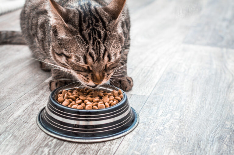 Getigerte Katze frisst Nassfutter aus einem Futternapf
