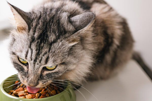 Graue Katze frisst aus einem grünen Futternapf