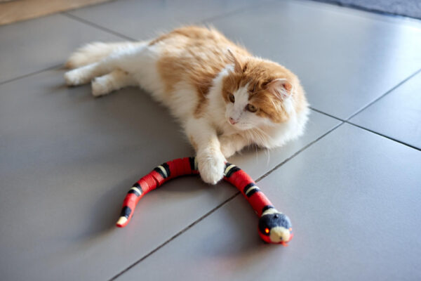 Katze spielt auf dem Boden mit einem Beutespielzeug als Symbolbild für Jagdverhalten bei Katzen.