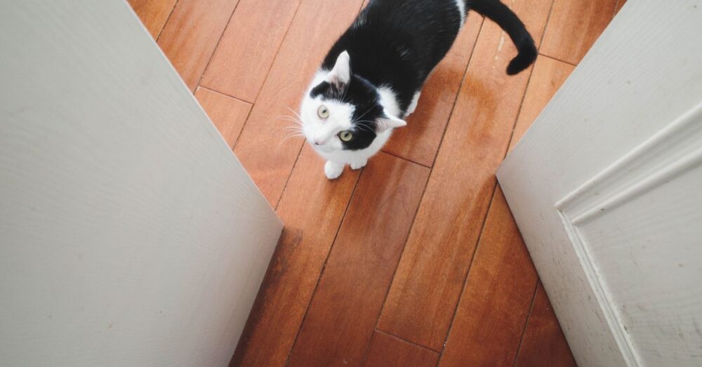 Black and white cat looking up from a wooden floor inside a home.