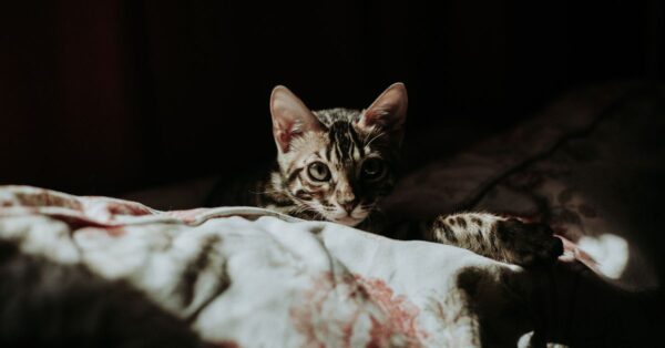 Eine getigerte Katze liegt nachts auf einem Bett.