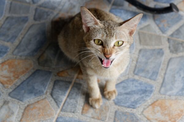 Eine grau-braune Katze sitzt auf gemusterten Fliesen und blickt nach oben, das Maul weit geöffnet.
