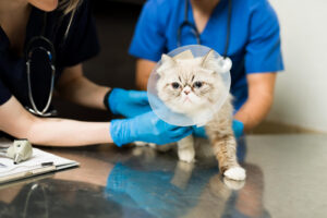 Katze mit Halskrause beim Tierarzt - Symbolbild für Katzenkrankenversicherung, OP-Schutz und Tierarztkosten.