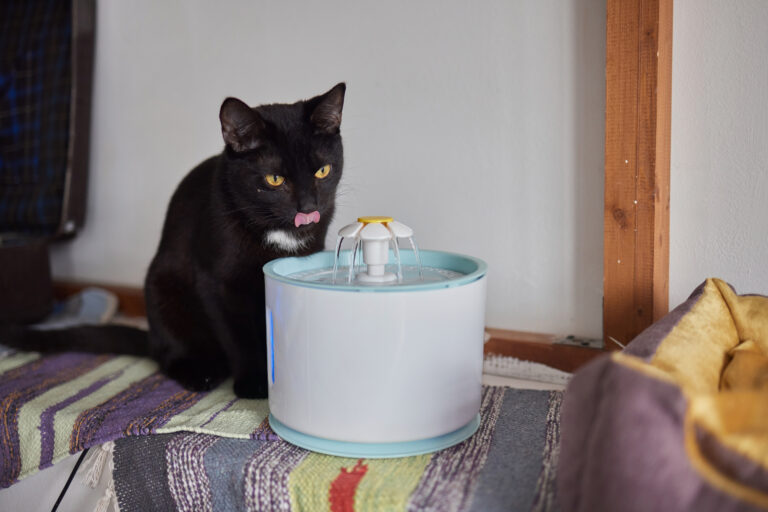 Eine schwarze Katze sitzt neben einem weißen Trinkbrunnen mit blauem Rand und leckt sich über die Nase.