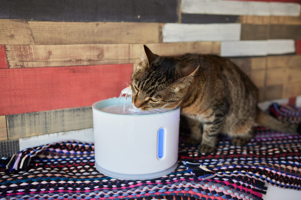 Eine getigerte Katze trinkt aus einem weißen, zylindrischen Trinkbrunnen mit blau leuchtender Anzeige.