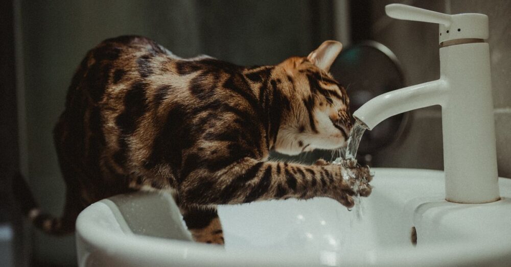 Katze trinkt direkt aus einem laufenden Wasserhahn