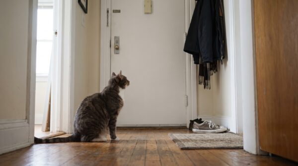 Katze will raus darf aber nicht – Katze will raus darf aber nicht in einer natürlichen Alltagsszene