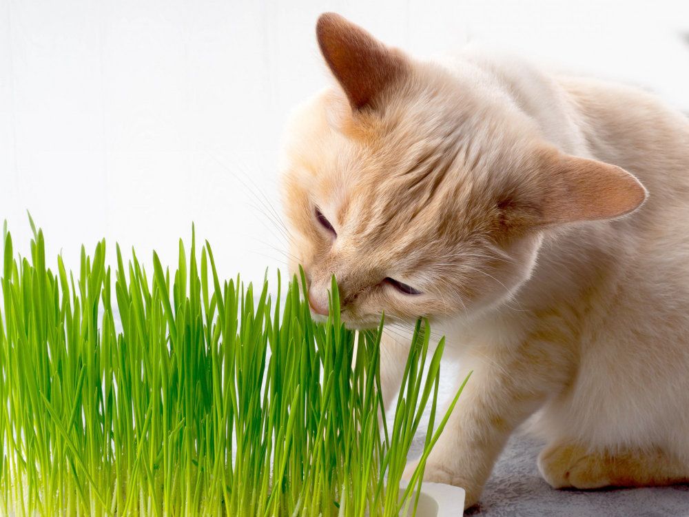 Helle Katze schnuppert an dicht gewachsenem Katzengras auf einer Fensterbank
