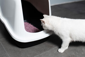 Weiße Katze schnuppert nach der Reinigung an Katzenklo mit lila Streu