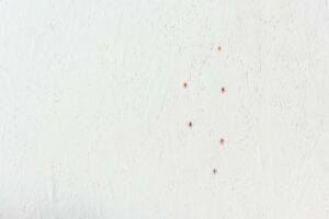 Kleine Rote Tierchen an der Wand - was ist das?