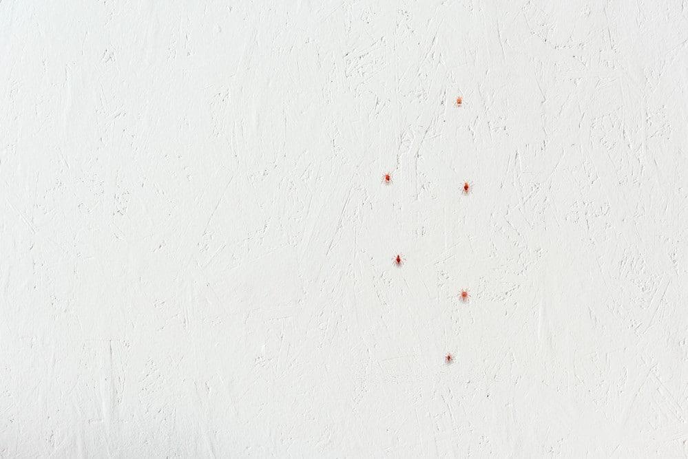 Kleine Rote Tierchen an der Wand - was ist das?