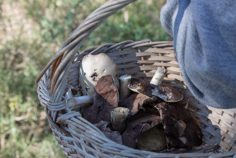 Korb mit gesammelten Wildpilzen - Pilzsaison beginnt im Freien