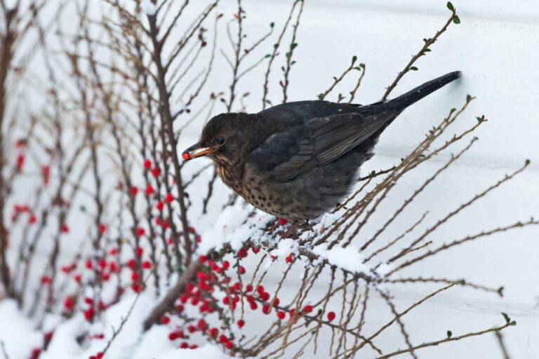 Künstliche Beeren gefährlich für Vögel: Weihnachtsdeko mit Risiko
