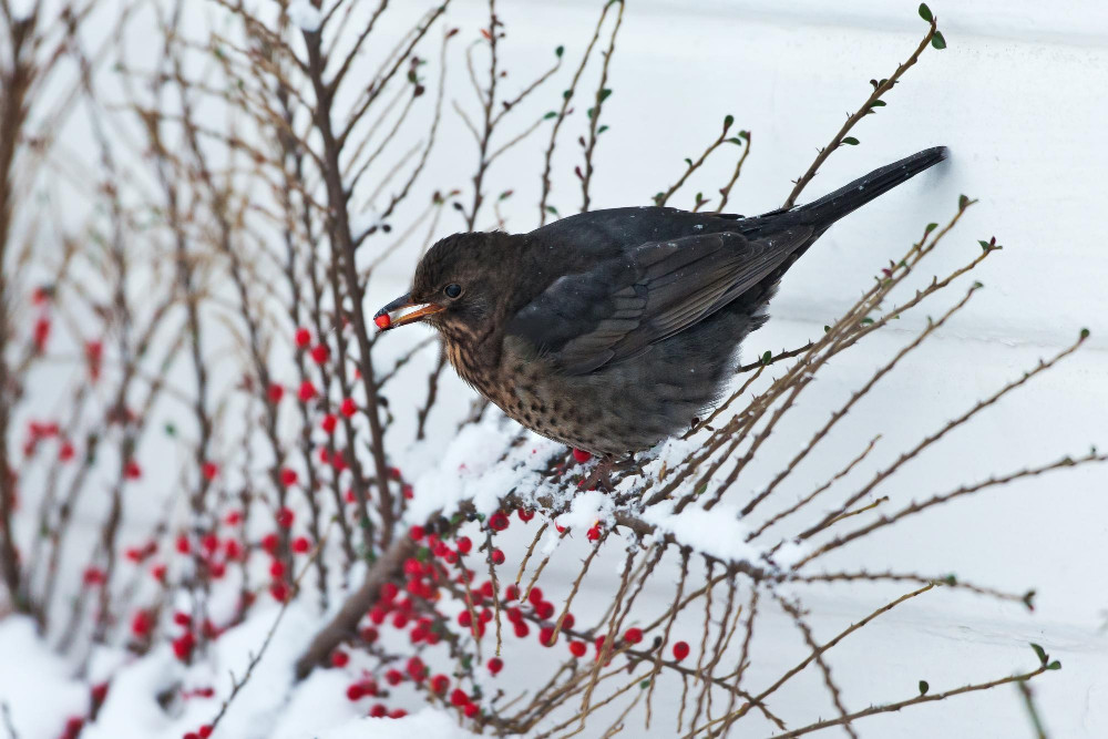 Amsel frisst rote Beeren im Schnee, künstliche Beeren können für Vögel gefährlich sein