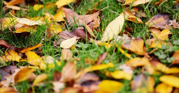 Buntes Herbstlaub liegt auf einer grünen Rasenfläche