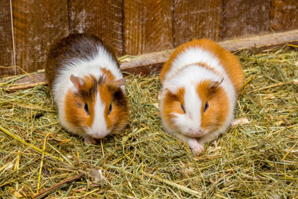 Zwei Meerschweinchen sitzen nebeneinander auf Heu in ihrem Gehege