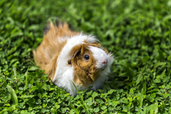 Ein braun-weißes Meerschweinchen hockt zwischen dichtem grünen Gras und blickt seitlich in die Kamera.