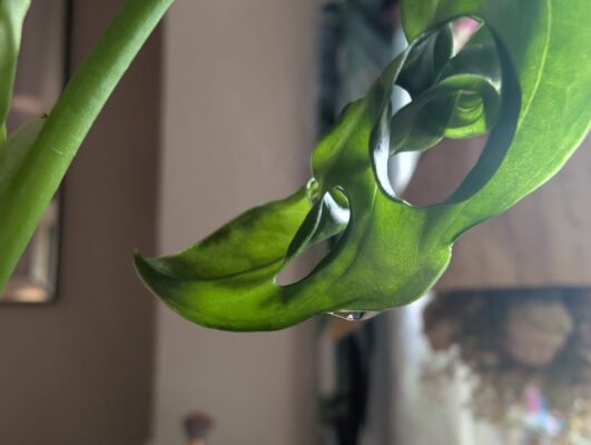 assertropfen an einem Blatt einer Monstera adansonii