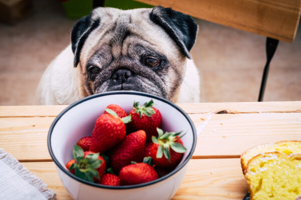 Ein Mops blickt über einen Holztisch auf eine Schale mit Erdbeeren; rechts liegt ein Stück Kuchen.