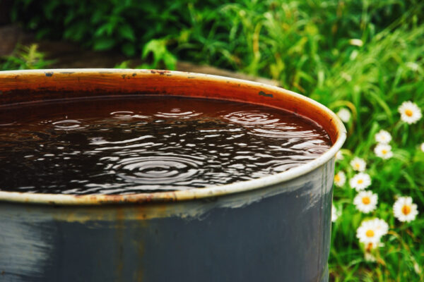 Offene Regentonne mit stehendem Wasser im Garten
