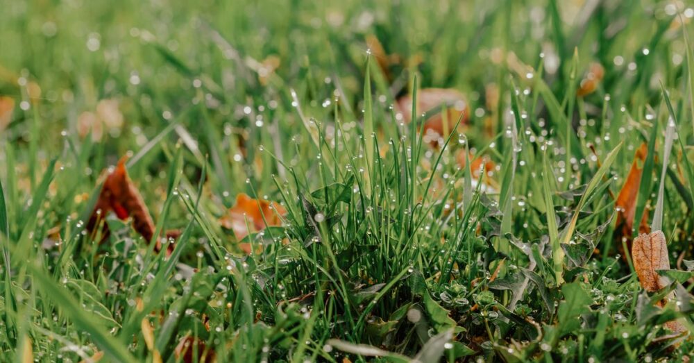 Rasen mit trockenen Halmen und feuchten Grashalmen im September