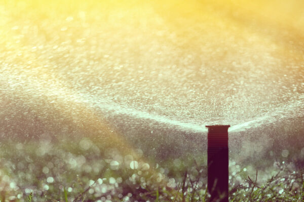 Ein Rasensprenger verteilt feine Wasserstrahlen über dichtem Gras im hellen Sonnenlicht.