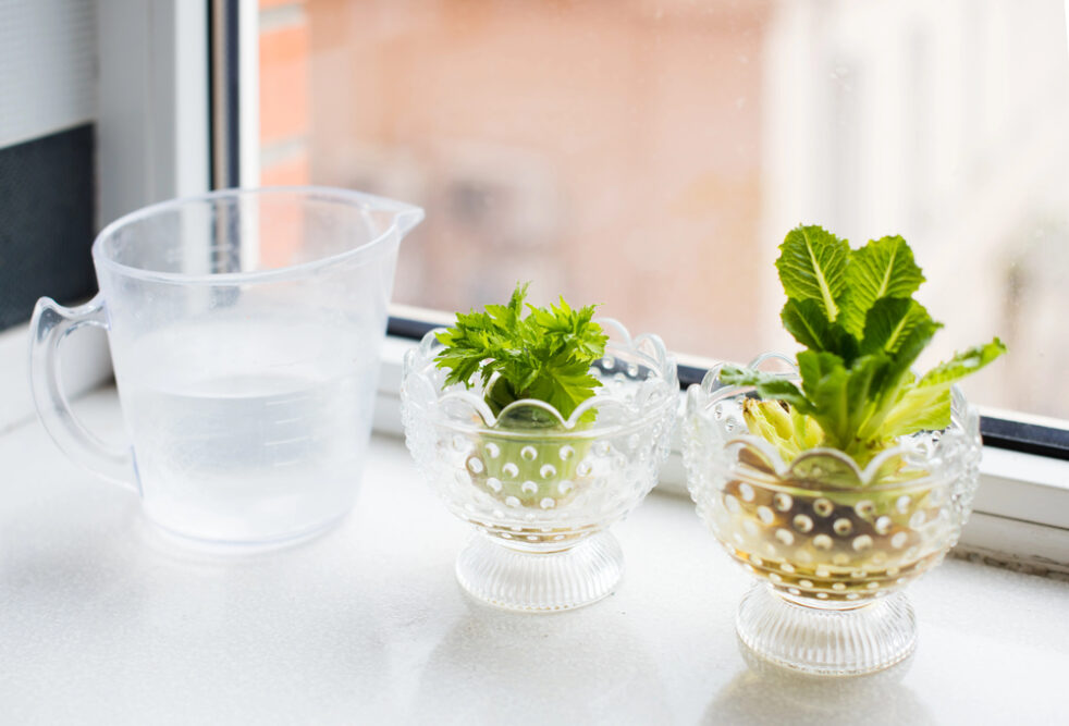 Regrowing auf der Fensterbank mit Gemüse­resten in Wasserschalen – Sellerie und Salat treiben frisches Grün nach.