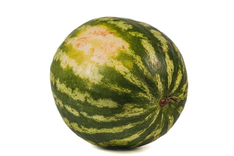 Wassermelone mit gelbem Liegefleck als Zeichen für Reife beim Kauf