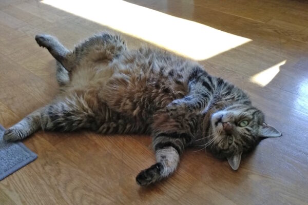 rollige Katze