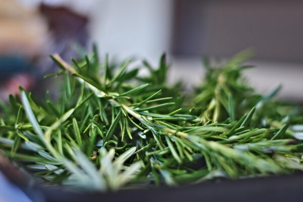 rosemary, condiment, herb, leaves, green leaves, fresh, nature, salvia rosmarinus, closeup