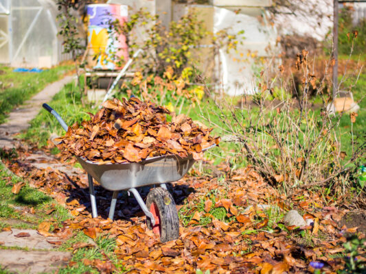 Eine Schubkarre ist bis zum Rand mit Laub gefüllt; weitere Blätter liegen auf dem Gartenweg und zwischen Pflanzen.