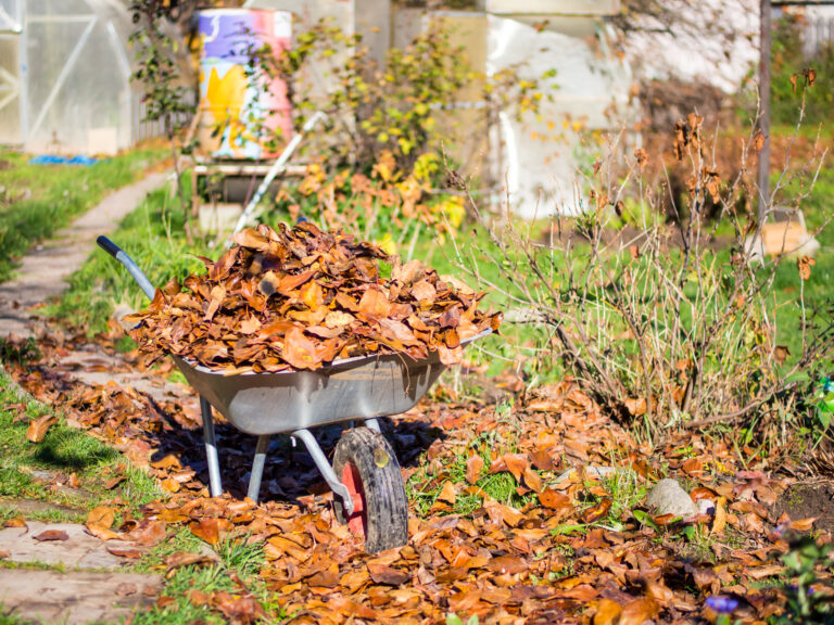 Eine Schubkarre ist bis zum Rand mit Laub gefüllt; weitere Blätter liegen auf dem Gartenweg und zwischen Pflanzen.