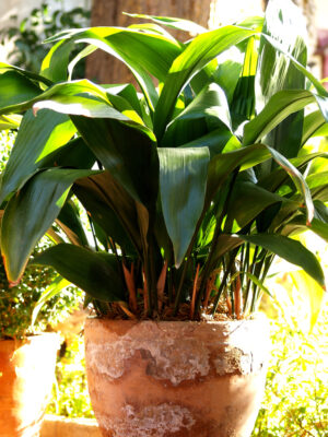 Eine große Schusterpalme (Aspidistra elatior) in einem rustikalen Terrakottatopf, die ihre breiten, dunkelgrünen Blätter in einem schattigen Außenbereich oder einer hellen Ecke zeigt.
