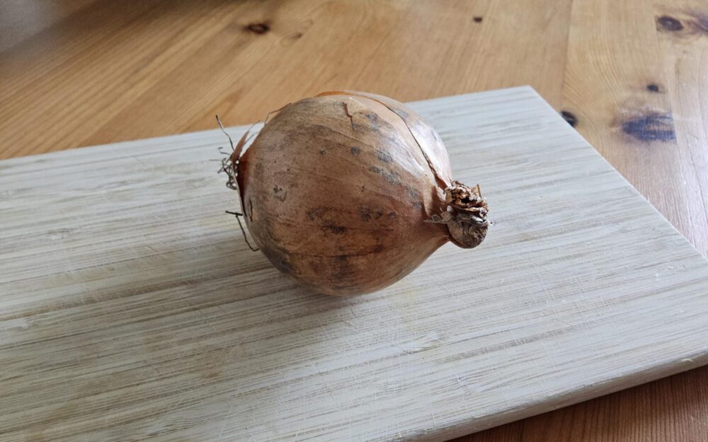 Braune Speisezwiebel mit dunklen Flecken auf Holzbrett